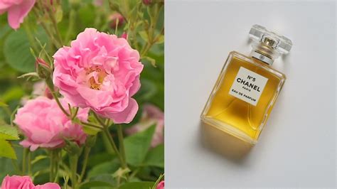 chanel 5 campioncini|Chanel no 5 ingredients.